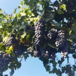 Quiero mas vino, valle de Guadalupe Tours - Exploring Baja California’s Valle de Guadalupe: A Deep Dive