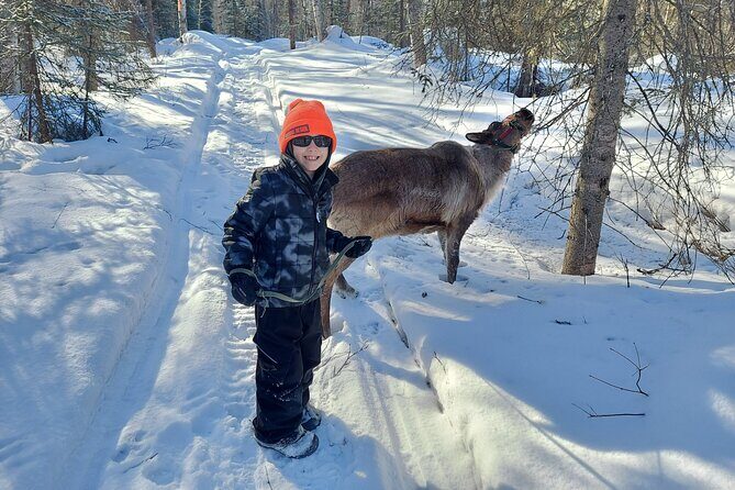 Reindeer Meet and Feed - Talkeetna - Who Would Love This Tour?
