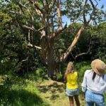 Road to Hana Maui Tours - An Itinerary Packed with Highlights