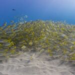 Scuba Dive at Electric Beach - Who Would Love This Experience?