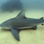 Scuba Diving adventure Cabo pulmo - Authentic Feedback from Past Travelers