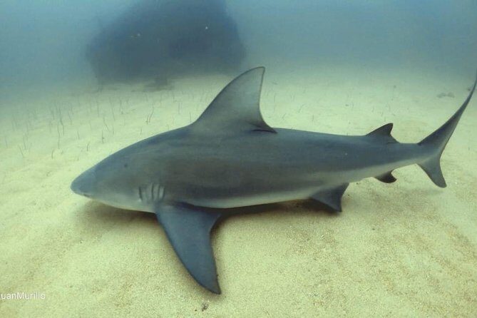 Scuba Diving adventure Cabo pulmo - Authentic Feedback from Past Travelers