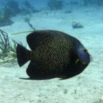 Scuba Diving for Beginners  Playa del Carmen or Tulum - Real Experiences from Reviewers