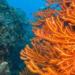 Scuba Diving in Cozumel Island - What Makes This Cozumel Scuba Tour Special?