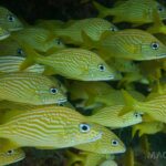 Scuba Diving in Cozumel or Playa del Carmen with Certificates - The Sum Up