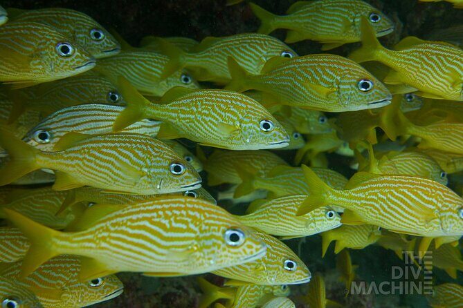 Scuba Diving in Cozumel or Playa del Carmen with Certificates - The Sum Up