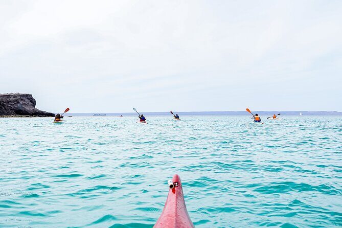 Sea Kayak Tour Marine Safari - A Deep Dive into the Tour Experience