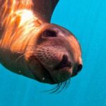 Sea Safari - Explore All The Wonders of The Sea of Cortez - The Itinerary Breakdown: What to Expect