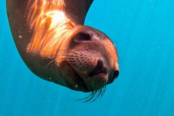 Sea Safari - Explore All The Wonders of The Sea of Cortez - The Itinerary Breakdown: What to Expect