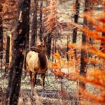 Secrets of Jasper Snowshoe Tour - Practical Considerations