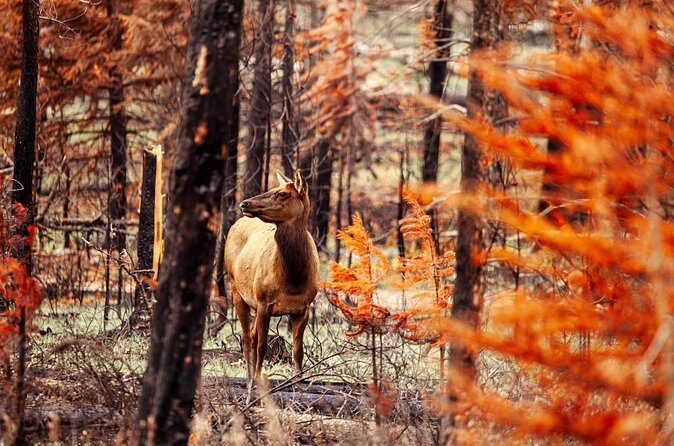 Secrets of Jasper Snowshoe Tour - Practical Considerations