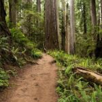 Self Guided Driving Audio Tour of Redwood National and State Park - What Makes This Tour Stand Out?