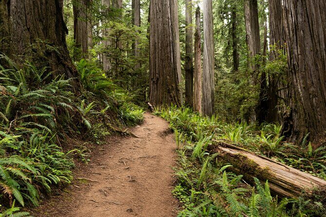 Self Guided Driving Audio Tour of Redwood National and State Park - What Makes This Tour Stand Out?
