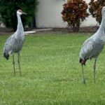 Self Guided Lakefront Tour on Electric Bike in Kissimmee (3 hrs.) - Detailed Breakdown of the Itinerary