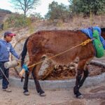 Shared Zapotec Highlights Tour in Oaxaca - A Full-Day Dive into Oaxaca’s Best: Itinerary Breakdown
