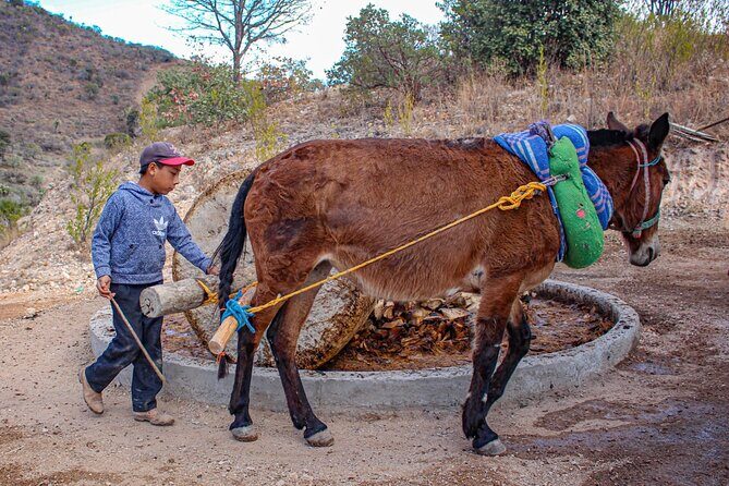 Shared Zapotec Highlights Tour in Oaxaca - A Full-Day Dive into Oaxaca’s Best: Itinerary Breakdown