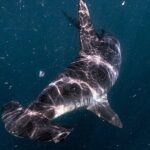 Shark Guided Diving Los Cabos - What to Expect from the Tour