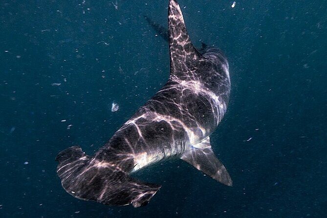 Shark Guided Diving Los Cabos - What to Expect from the Tour