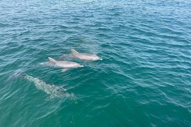 Shell Island Dolphin and Snorkel Boat Tour - Authentic Experiences from Reviews