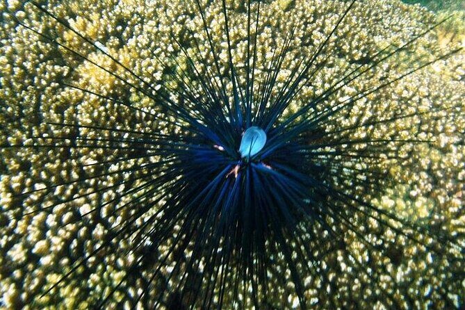 Shore Excursion Premium Family Snorkeling Experience - Why This Tour Offers Good Value