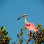 Sian Kaan Sunset Private boat. - A Deep Dive into the Sian Kaan Sunset Private Boat Tour