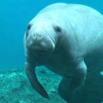 Silver Springs: Clear Kayaking Wildlife Tour - What Sets This Tour Apart