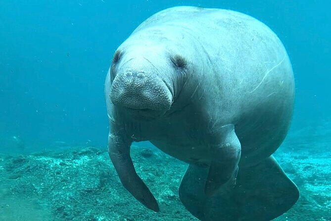 Silver Springs: Clear Kayaking Wildlife Tour - What Sets This Tour Apart