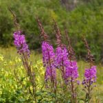 Silverton Half Day Jeep Tour - Potential Drawbacks or Considerations