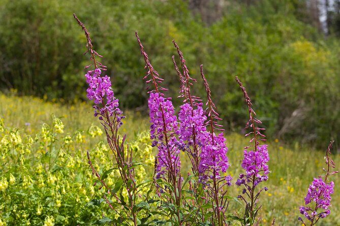 Silverton Half Day Jeep Tour - Potential Drawbacks or Considerations