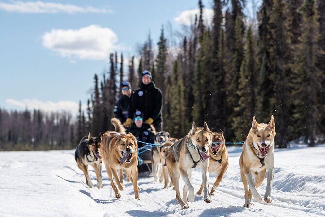 Sled Dog Ride and Scenic Drive from Anchorage - Why This Tour Offers Great Value