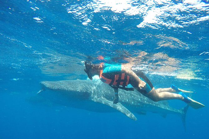 Small Group Whale Shark Encounter - 10 years in business - Practical Details & Tips