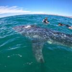 Small group whale shark experiences in La Paz - An In-Depth Look at the Tour Experience