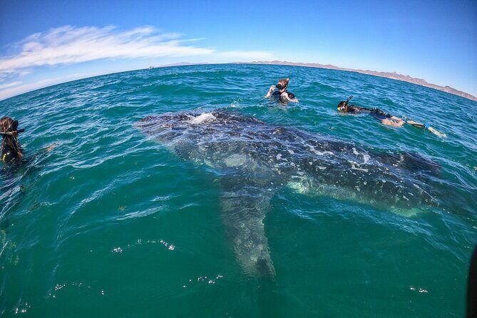 Small group whale shark experiences in La Paz - An In-Depth Look at the Tour Experience