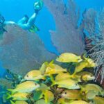 Snorkel Tours to Shallow Coral Reefs at Pennekamp Underwater Park - Why This Tour Offers Great Value