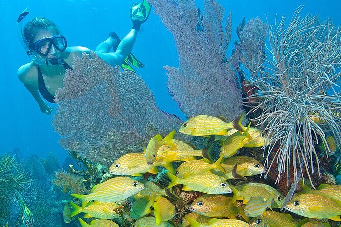 Snorkel Tours to Shallow Coral Reefs at Pennekamp Underwater Park - Why This Tour Offers Great Value