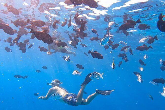 Snorkeling Adventure at Turtle Canyon - The Sum Up