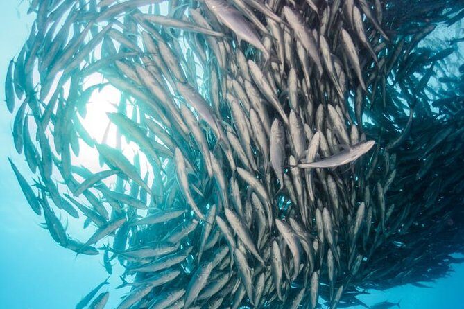 Snorkeling Adventure Cabo Pulmo - The Experience: What You’ll See and Feel