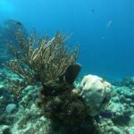 Snorkeling Experience Cozumel only from Playa del Carmen - Why Choose This Tour?