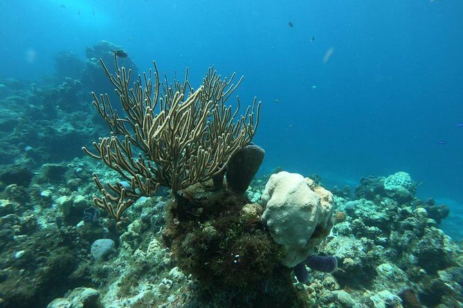 Snorkeling Experience Cozumel only from Playa del Carmen - Why Choose This Tour?