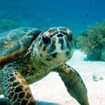 Snorkeling Experience with Turtles in Cenote in Riviera Maya - Practical Tips for Your Tour