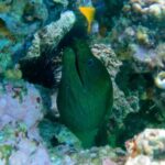 Snorkeling On Chilean Beach Transportation And Drinks Included - What Reviewers Loved Most