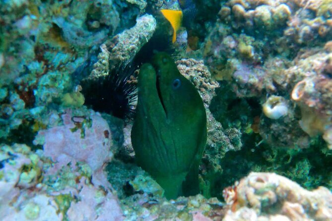 Snorkeling On Chilean Beach Transportation And Drinks Included - What Reviewers Loved Most