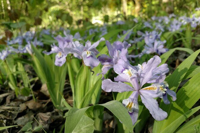 Stroll Back in Time Smokies History Streams and Forest Hike - Summary and Who This Is For
