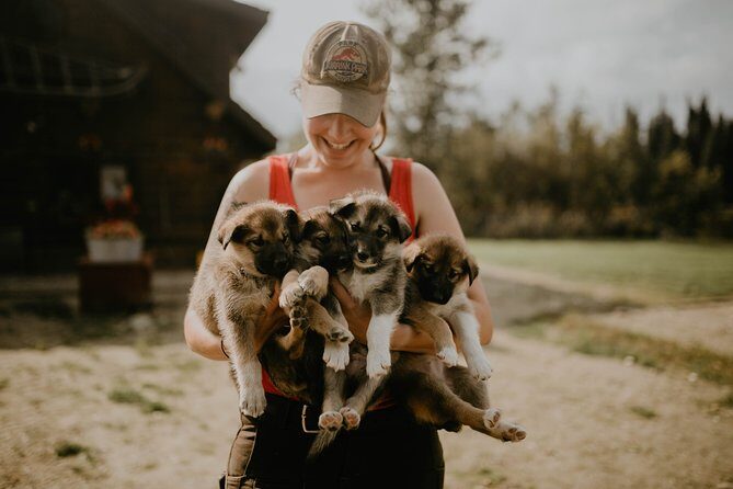 Summer Kennel Visit at Historic Trail Breaker Kennel - Why it’s a must-do in Fairbanks