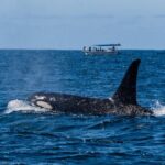 Sunset Whale Watching in Cabo San Lucas - Value for Money and Practical Details