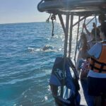 Swim with the Whale Shark on Holbox Island - Why This Tour Works Well