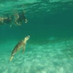 Swim with turtles + snorkelling + archaeological zone of Tulúm + cenote - Is It Worth the Price?
