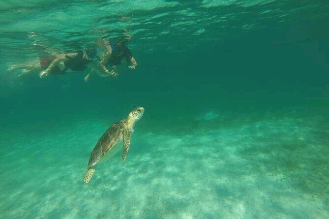 Swim with turtles + snorkelling + archaeological zone of Tulúm + cenote - Is It Worth the Price?