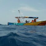 Swim with whale sharks on a private tour - Value & Pricing