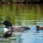 Talkeetna Lakes Hike Guided by a Naturalist - A Detailed Look at the Talkeetna Lakes Hike